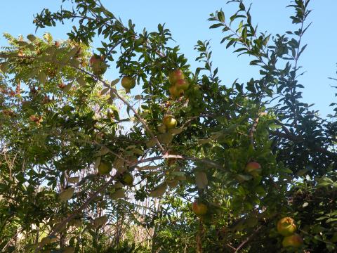 image Granado (Punica granatum)