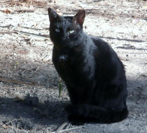 image Gato Común Europeo de color negro