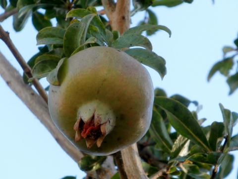 image Granado (Punica granatum)