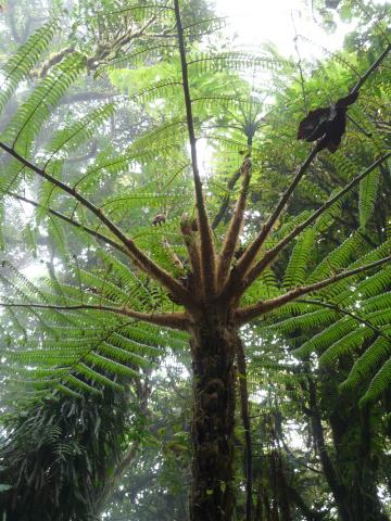 image Helecho arborescente (Cyathea sp.)(Reserva biológica Bosque Nuboso Monteverde, Costa Rica)