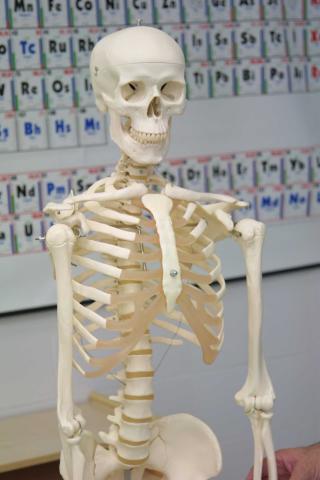 image Esqueleto