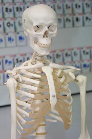image Esqueleto