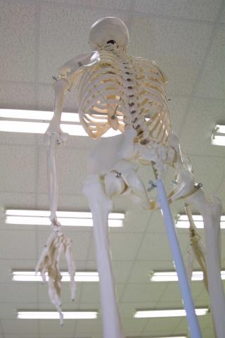 image Esqueleto