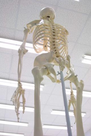 image Esqueleto