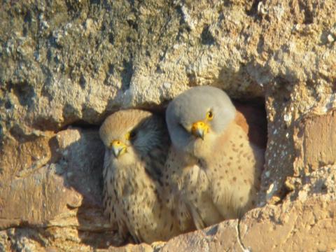 image Pareja de Cernícalos primlla en la muralla del Alcázar de los Guzmán, Niebla, Huelva