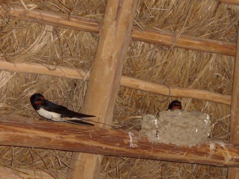 image Golondrina común en su nido, Choza del observatorio de LaLaguna del Acebuche, Parque Nacional de Doñana, Huelva