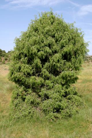image Enebro común - Porte (Juniperus communis)