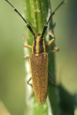 image Longicornio de los cardos (Agapnathia asphodeli)