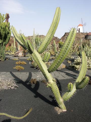 image Stenocereus pruinosus