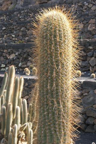 image Echinopsis tarijensis