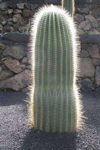 image Echinopsis atacamensis ssp pasacana