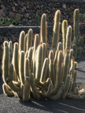 image Cleistocactus tupizensis