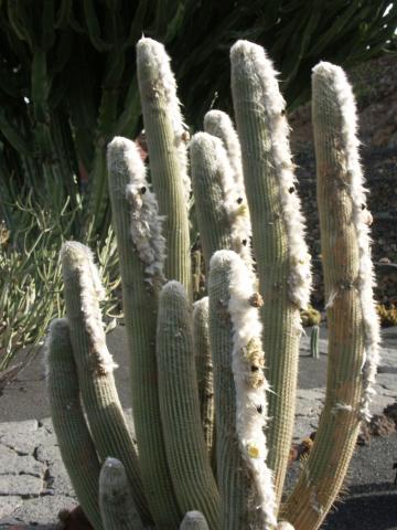 image Austrocephalocerus albicephalus