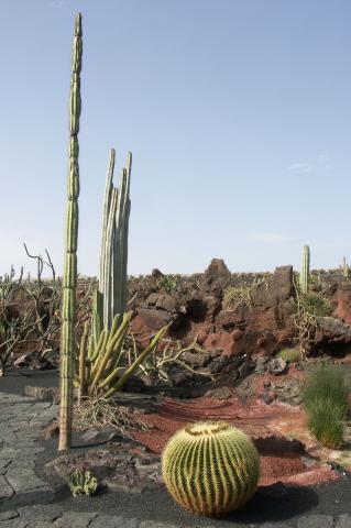 image Echinocactus grusonii