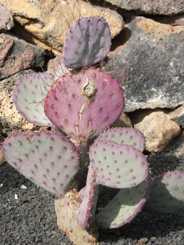 image Opuntia macroacantha