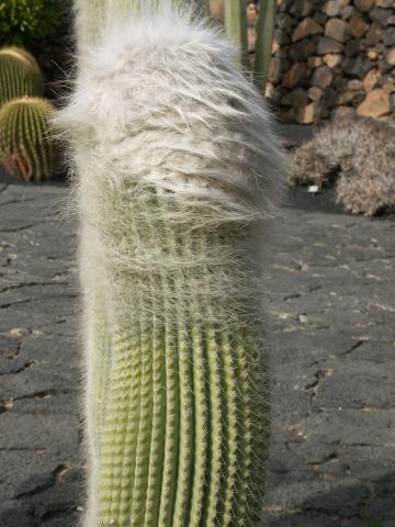 image Cephalocereus senilis