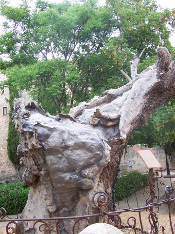 image Olmo seco, Soria