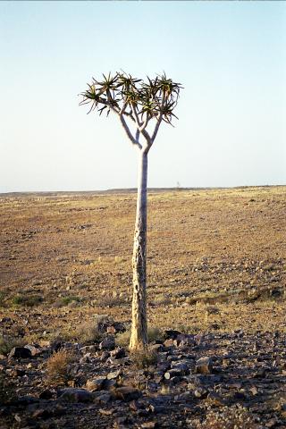 image Árbol bosquimano en el Kalahari, Namibia