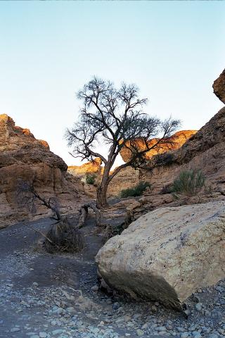 image Árbol superviviente en el Cañón de Sesriem, Namibia
