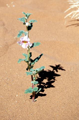 image Flor en el desierto, Namibia