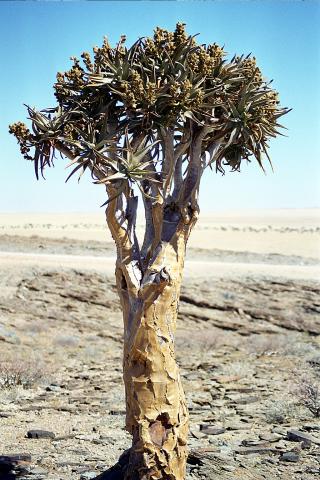 image Árbol del desierto del Kalahari; Namibia