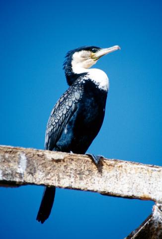image Cormorán africano, Namibia