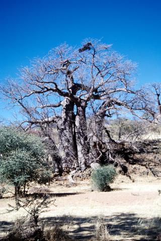 image Baobab gigante, Namibia