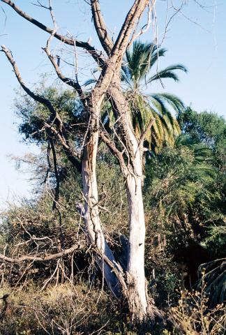 image Hábitat semi-tropical, Botswana