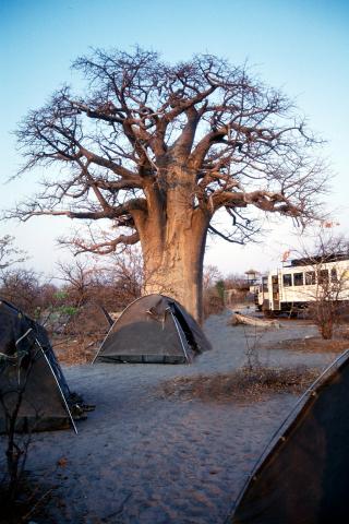 image Campamento Planet Baobab, Botswana