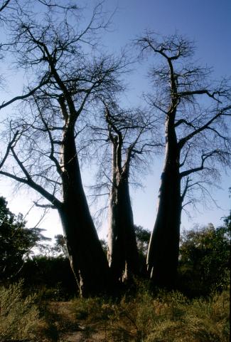 image Trío de Baobabs, Botswana