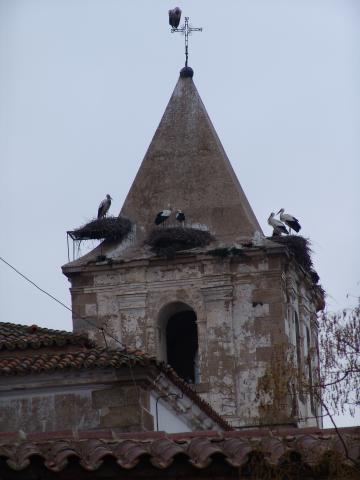 image Nidos de cigüeñas