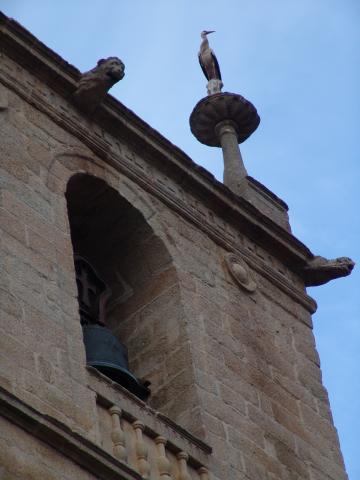 image Cigüeña posada en un pináculo, Cáceres