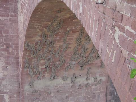 image Nidos de avion común, Puente de las Doncellas, Montoro, Córdoba