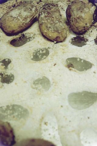 image Berenjenas en salazón