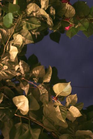 image Planta enredadera, Ubatuba, Sao Paulo, Brasil