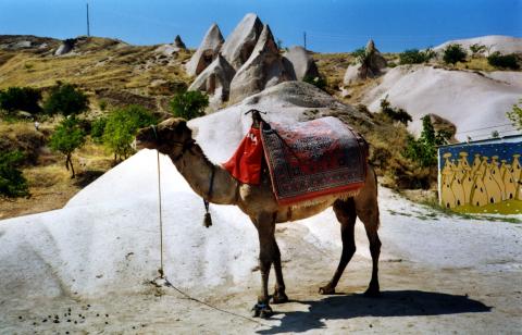 image Dromedario, Capadocia, Turquía
