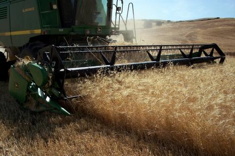 image Cosechadora cortando trigo