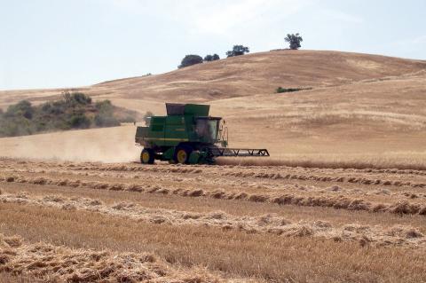 image Cosechadora cortando trigo