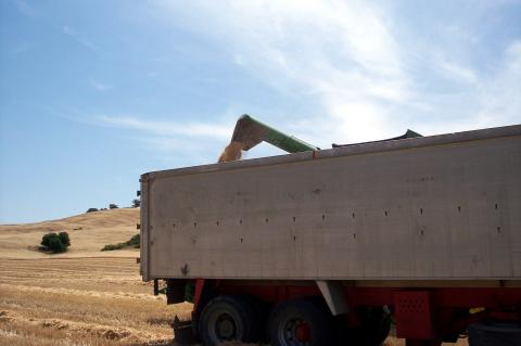 image Camión en una plantación de trigo