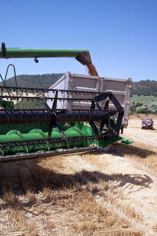 image Cosechadora descargando trigo en un camión