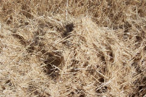 image Paja para empacar