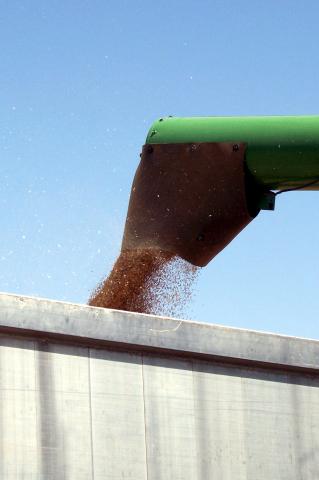 image Cosechadora descargando trigo en un camión