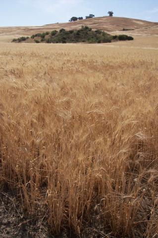 image Plantación de trigo amarillo