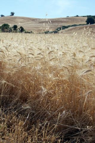 image Plantación de trigo amarillo
