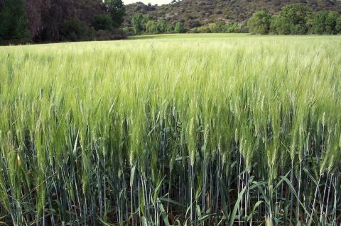 image Plantación de trigo verde