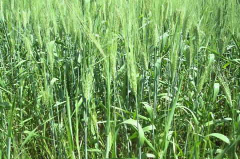 image Plantación de trigo verde
