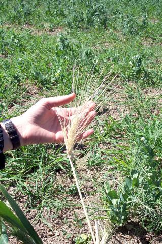 image Espiga de trigo amarillo