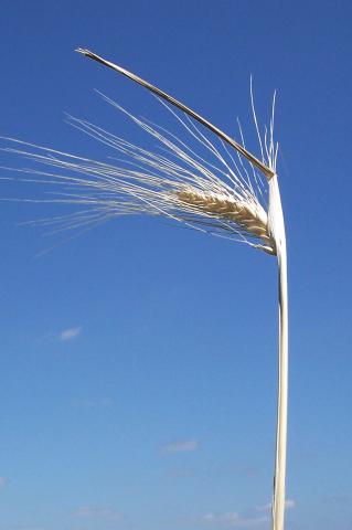 image Espiga de trigo amarillo