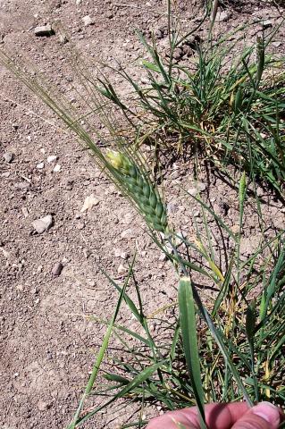 image Espiga trigo verde