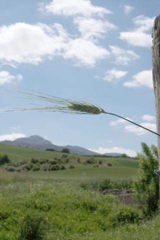 image Espiga trigo verde